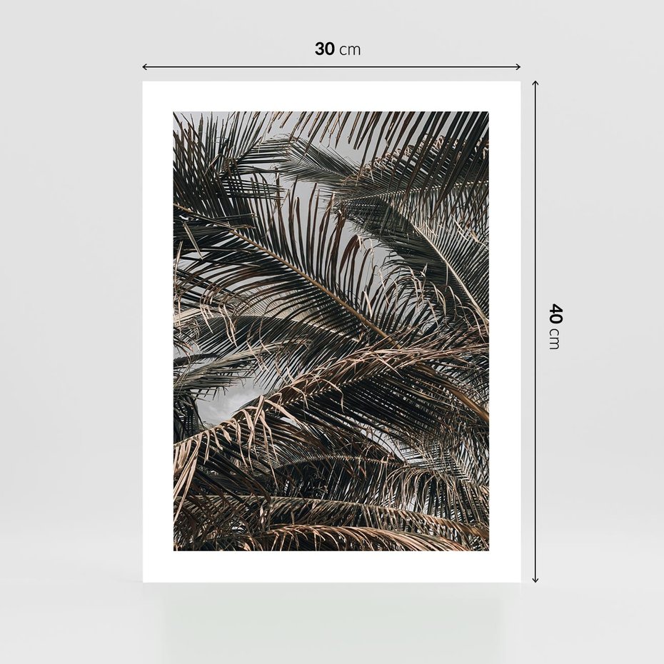 Plakat bez ramy 30x40 - Liściaste Palmy - palmy, drzewa palmowe