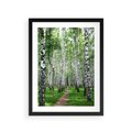 Plakat w ramie 30x40 - Magia lasu pełnego brzóz - las, brzozy - rama czarna