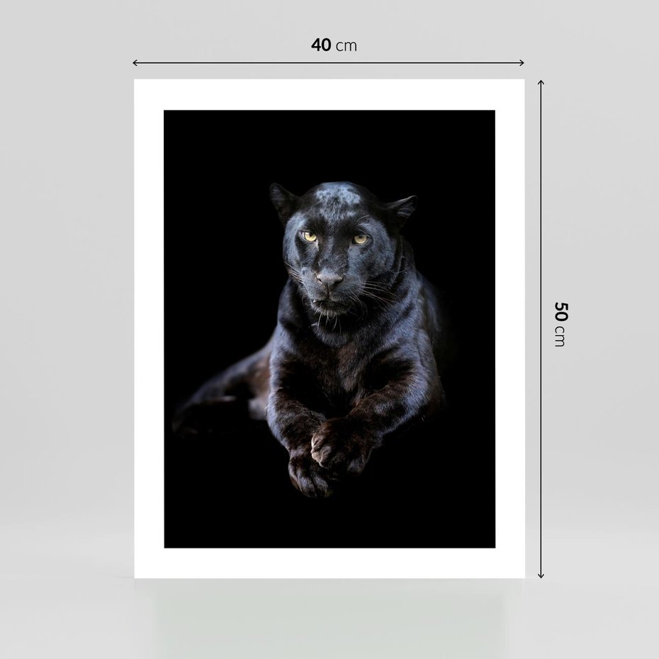 Plakat bez ramy 40x50 - Czarna pantera: majestat i siła - czarna, pantera