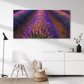 Obraz na płótnie 120x60 - Fioletowa Magia - pole, lawendy