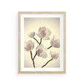Plakat w ramie 30x40 - Elegancja Natury - magnolia, białe - rama drewno