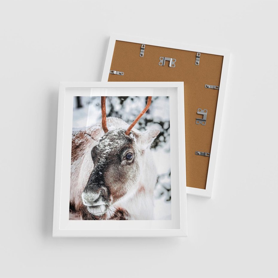 Plakat w ramie 40x50 - Renifer w Zimowej Krainie - renifer, zima - rama biała