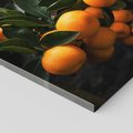 Obraz na płótnie 70x70 - Mandarynki Drzewko Urodzaju - mandarynki, drzewko