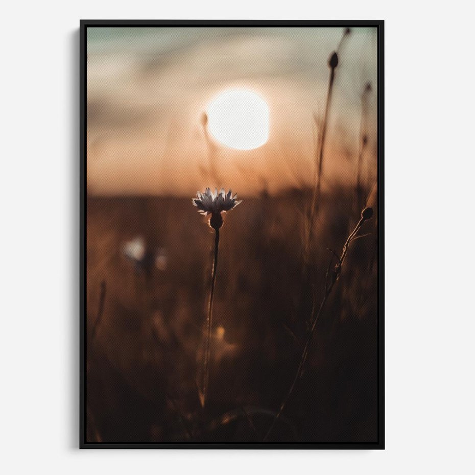 Obraz w ramie 50x70 - Spokój łąki pod zachodem słońca - zachód, słońca - rama czarna