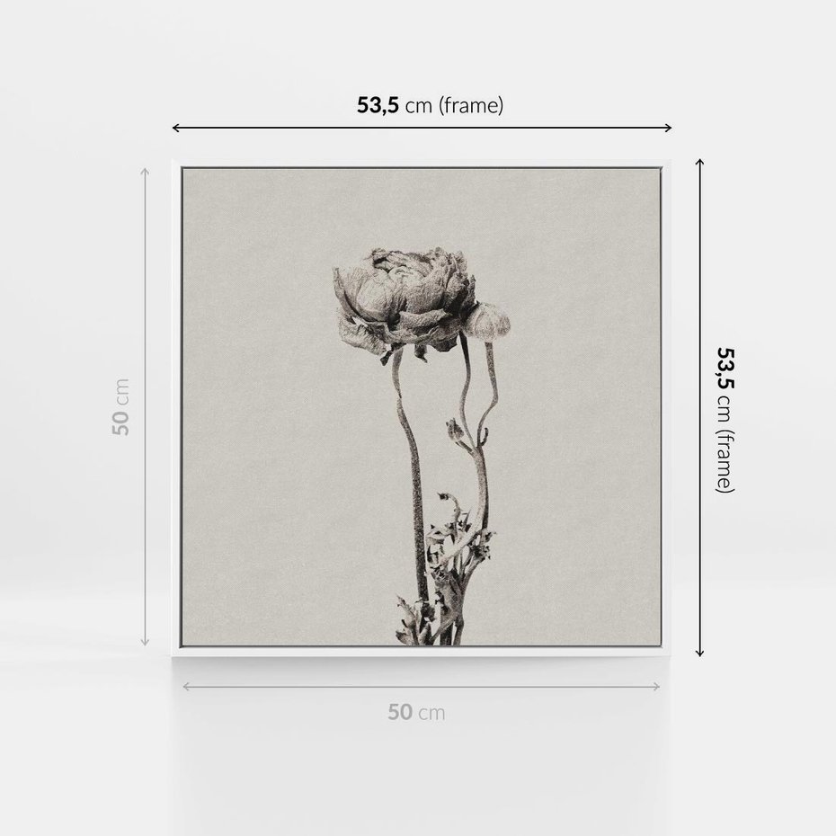 Obraz w ramie 50x50 - Cień Kwiatowej Delikatności - kwiat, cień - rama biała