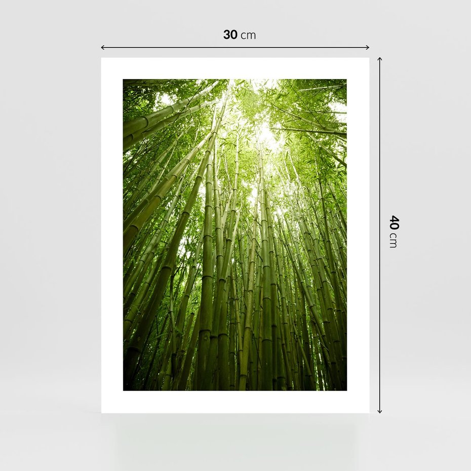 Plakat bez ramy 30x40 - Siła Natury - drzewa, las