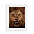 Plakat w ramie 40x50 - Władca Sawanny - lew, sawanna - rama biała