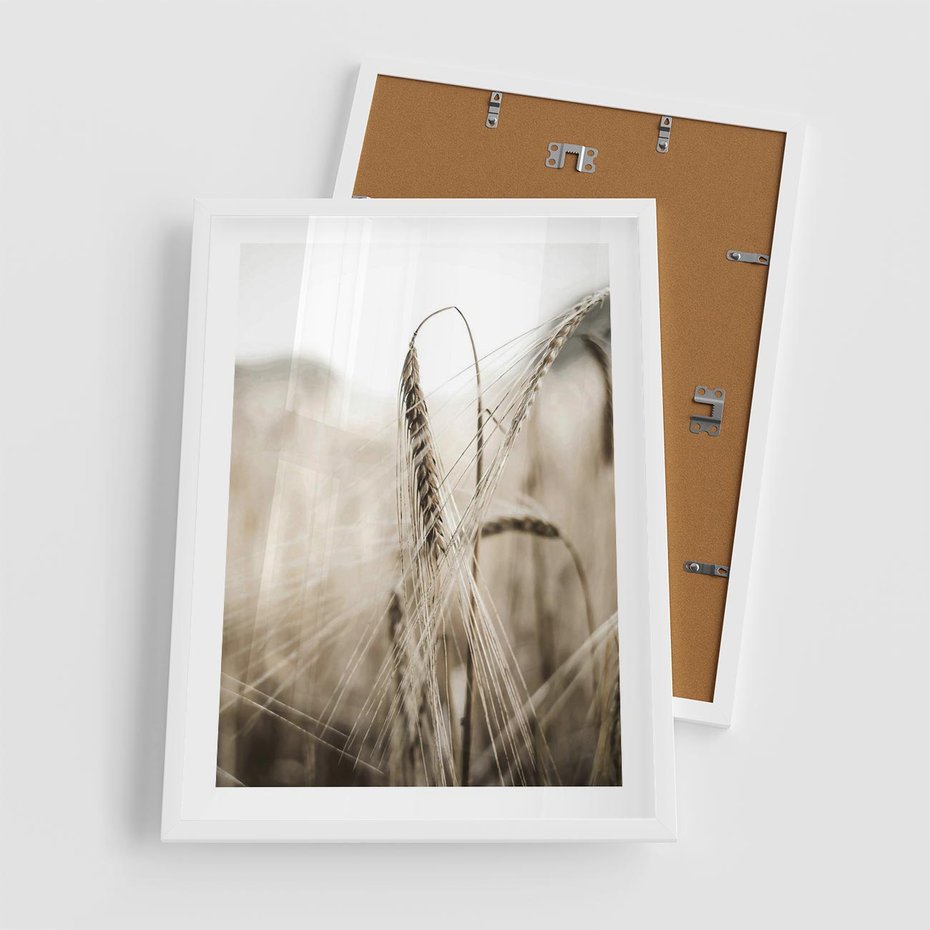Plakat w ramie 50x70 - Kłosy Pszenicy w Sepii - zboże, kłos pszenicy - rama biała
