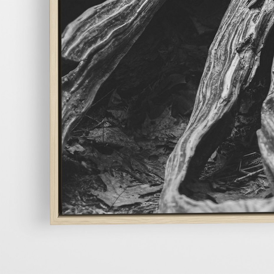Obraz w ramie 50x70 - Siła Natury - czarno biała fotografia, korzenie wielkiego drzewa - rama drewno
