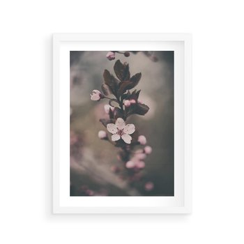 Plakat w ramie 40x50 - Przemijający Urok - kwitnąca, wiśnia - rama biała