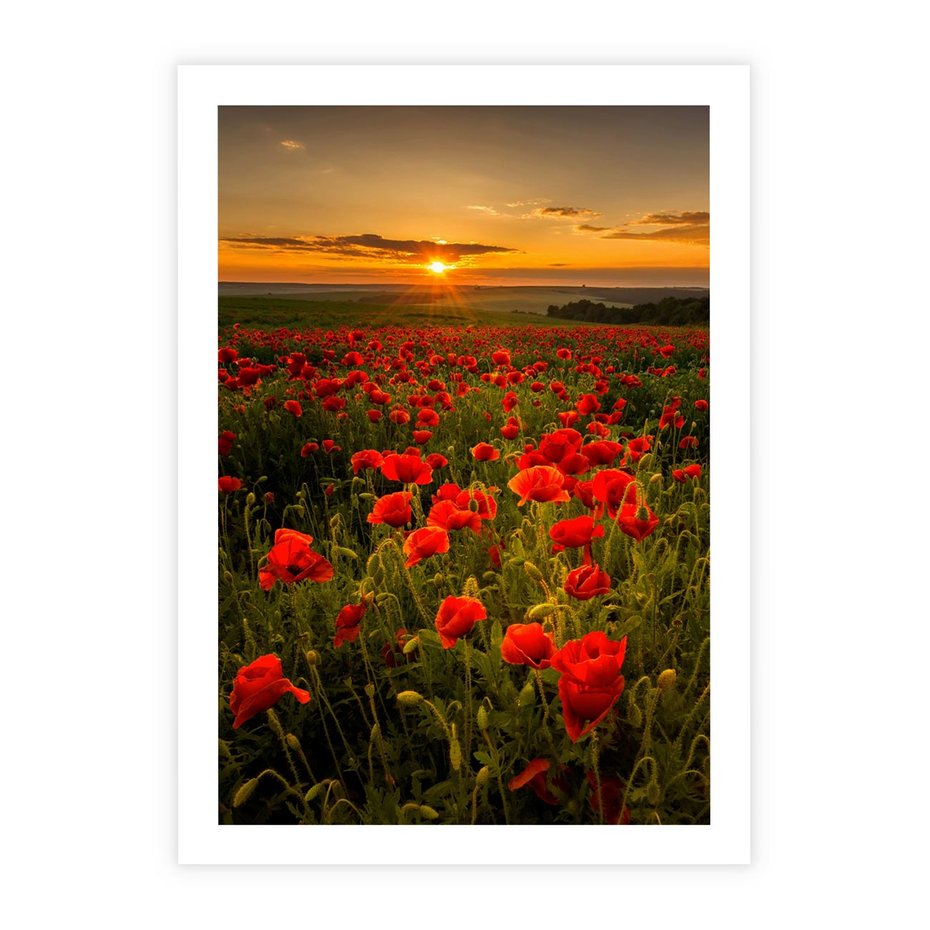 Plakat bez ramy 30x40 - Maki przy zachodzie słońca - maki, zachód
