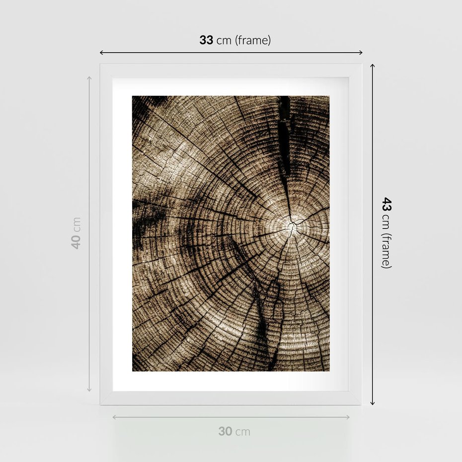 Plakat w ramie 30x40 - Natura Pod Lupą - pień drzewa, przekrój - rama biała