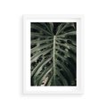 Plakat w ramie 30x40 - Majestatyczny Liść Monstery - liść monstery, majestatyczny liść - rama biała
