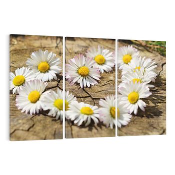 Obraz na płótnie 120x80 - Stokrotki w naturalnym otoczeniu - stokrotki, natura