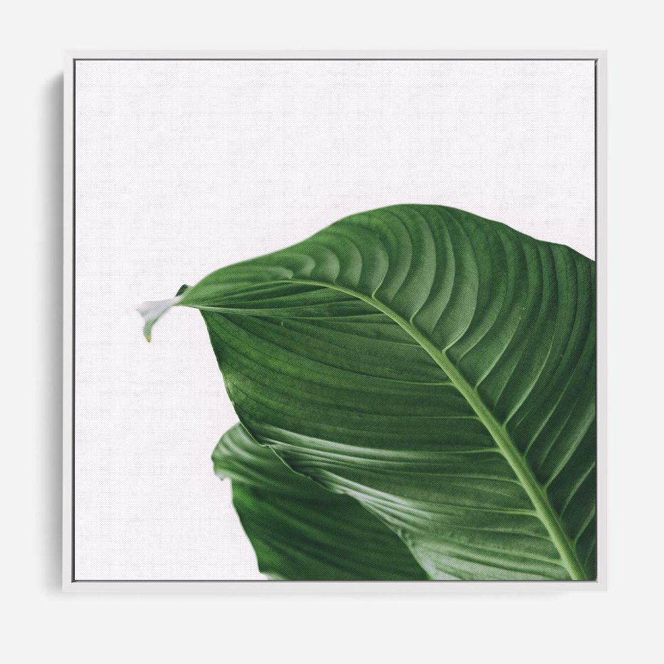 Obraz w ramie 80x80 - Zielone liście monstery - liście, monstera - rama biała