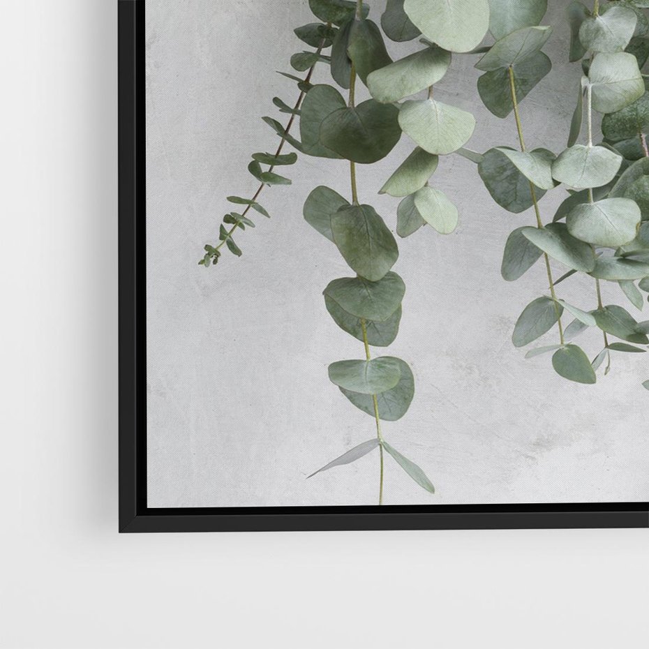 Obraz w ramie 50x50 - Uwodzicielska zieleń eukaliptusa - eukaliptus, zielone - rama czarna