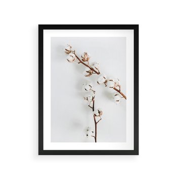 Plakat w ramie 30x40 - Gałęzie Bawełny na Białym Tle - gałęzie bawełny na białym tle, minimalizm - rama czarna