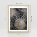 Plakat w ramie 40x50 - Ulotna Piękność Natury - makro, dmuchawce - rama drewno