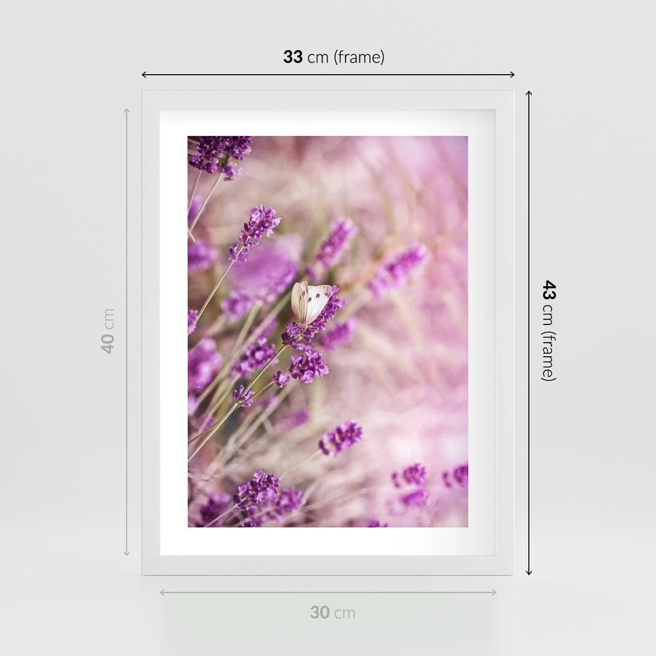 Plakat w ramie 30x40 - Majestat lawendy: fioletowe pola - lawenda, fiolet - rama biała