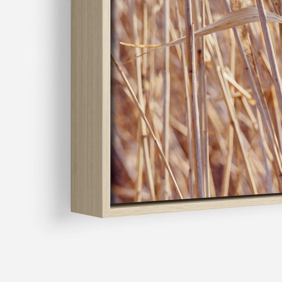 Obraz w ramie 70x50 - Mistrzowskie suche trawy - suche, trawy - rama drewno