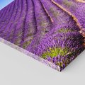 Obraz na płótnie 70x50 - pola wonnych kwiatów - lawenda, kwiaty