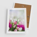 Plakat w ramie 50x70 - Tulipany w pełnym rozkwicie - tulipany, kwiaty - rama biała