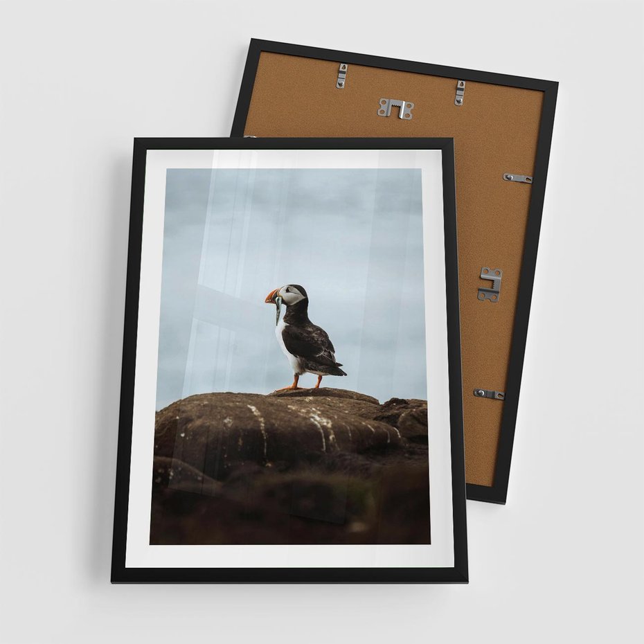 Plakat w ramie 50x70 - Portret Ptaka Morskiego - maskonur, ptak - rama czarna