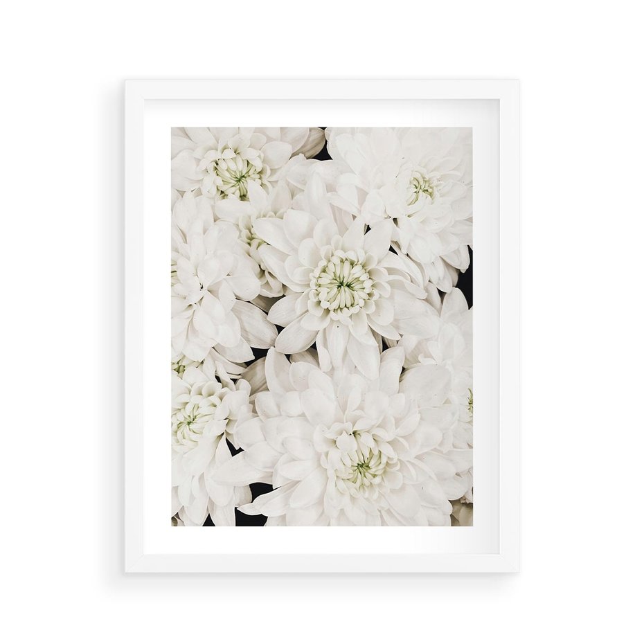 Plakat w ramie 40x50 - Białe Kwiaty: Płatki Delikatności - białe kwiaty, zbliżenie - rama biała