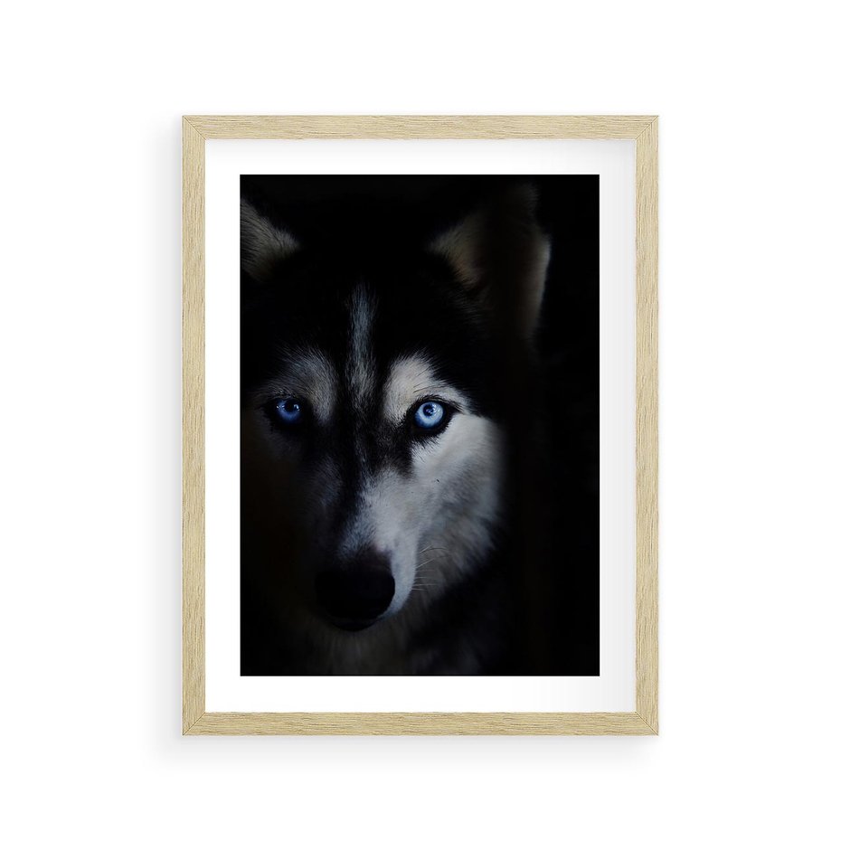 Plakat w ramie 30x40 - Wilk i husky: siła przyjaźni - wilk, husky - rama drewno