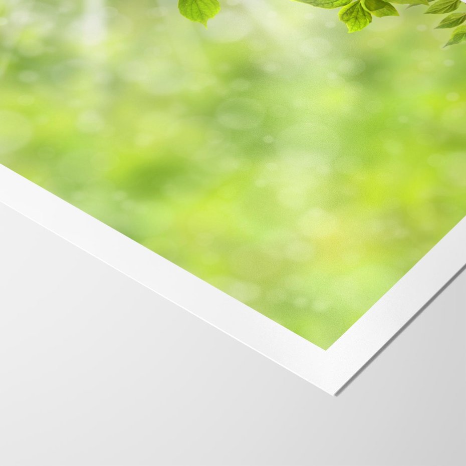 Plakat bez ramy 40x50 - Zielone liście natury - liści, zieleń