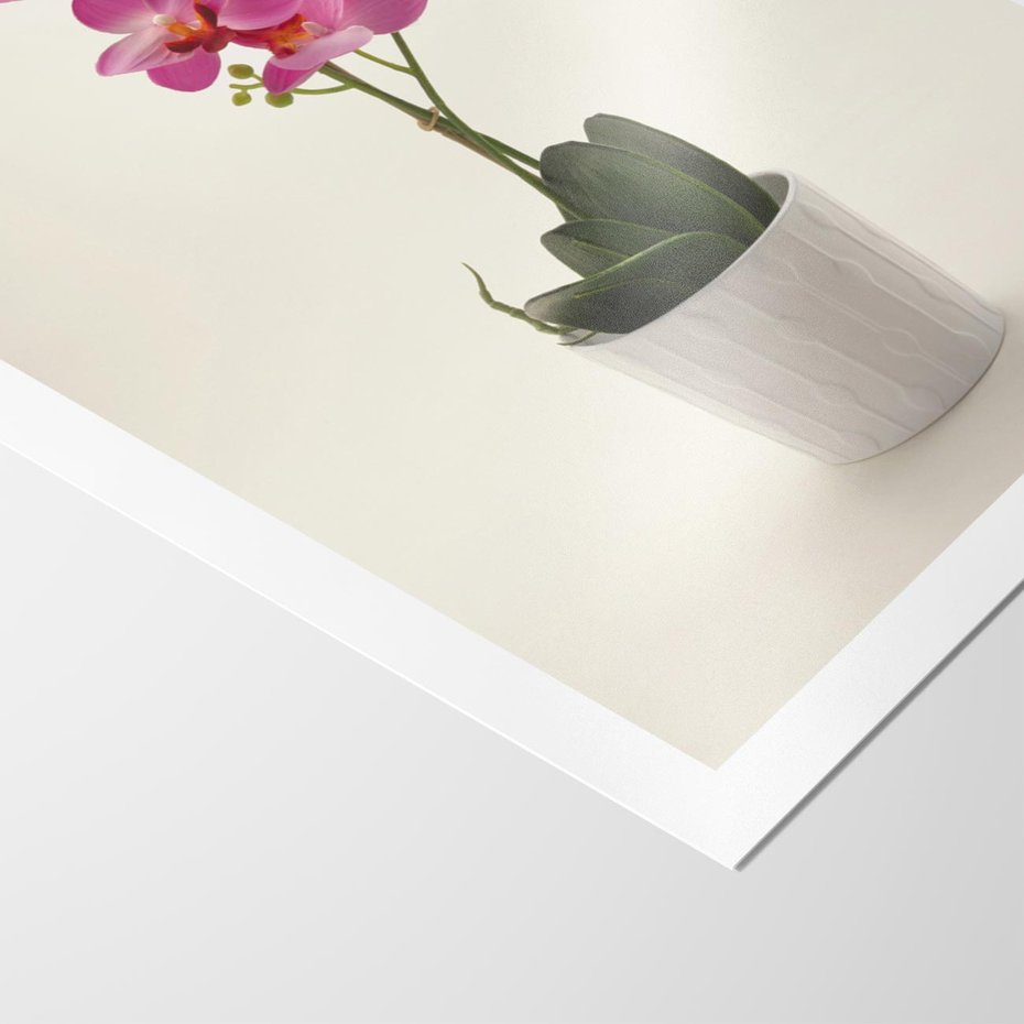Plakat bez ramy 50x70 - Delikatność storczyka orchidei - storczyk, orchidea