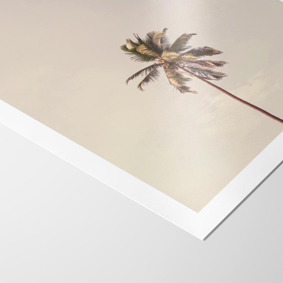 Plakat bez ramy 50x70 - Samotna Palma pod Niebem - samotna palma, na tle nieba