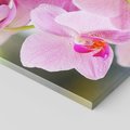 Obraz na płótnie 50x70 - Elegancja orchidei - orchidea, kwiaty