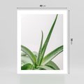 Plakat bez ramy 40x50 - Zielone Piękno - aloes, liście