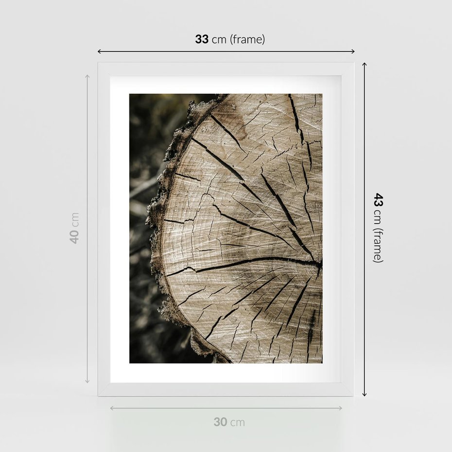 Plakat w ramie 30x40 - Wnętrze Natury - pień, przecięty pień - rama biała