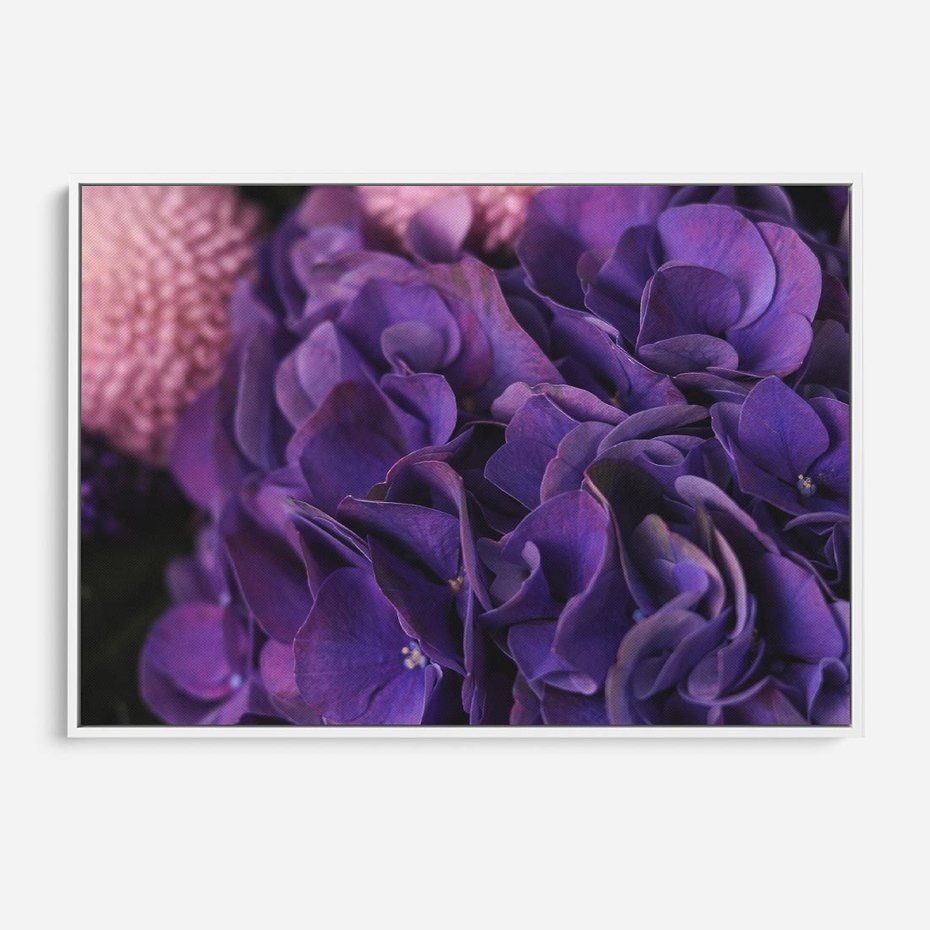 Obraz w ramie 70x50 - Fioletowa hortensja - kwiaty, hortensja - rama biała