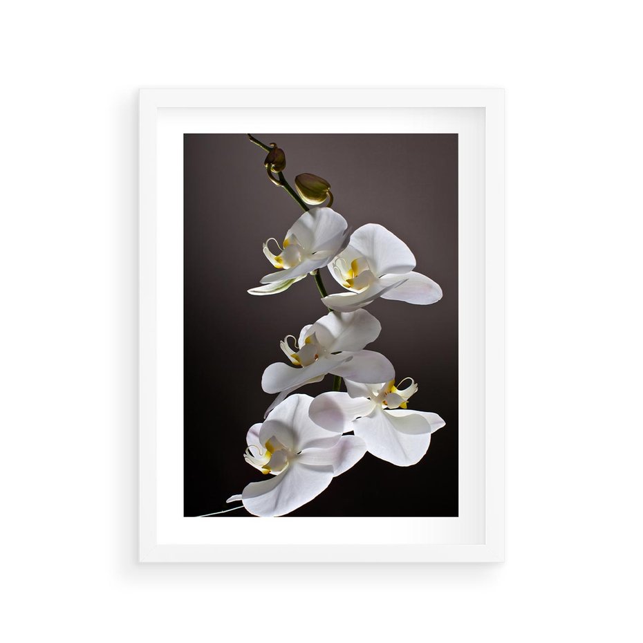 Plakat w ramie 30x40 - SPA: harmonia z kwiatami - spa, kwiaty - rama biała