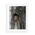 Plakat w ramie 50x70 - Tajemniczy W świecie Nocy - sowa, dziupla - rama biała