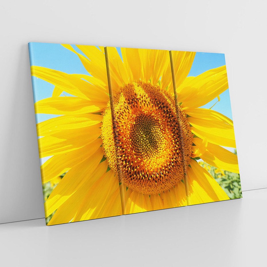 Obraz na płótnie 120x80 - Słoneczniki w naturalnym otoczeniu - słonecznik, natura