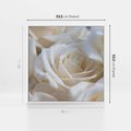 Obraz w ramie 50x50 - Białe róże piękności - białe, róże - rama biała
