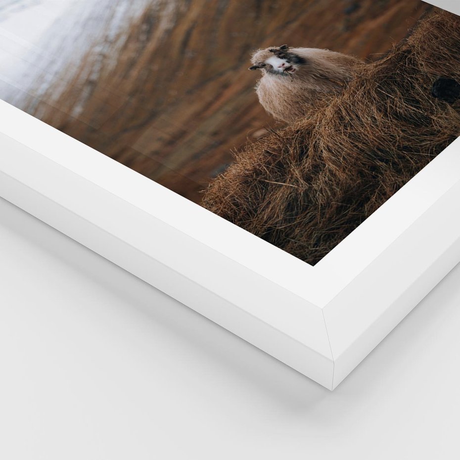 Plakat w ramie 50x70 - Owiecka panorama - góry, owca - rama biała