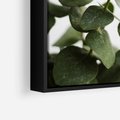 Obraz w ramie 50x50 - Zielone eukaliptusy - eukaliptus, liście - rama czarna