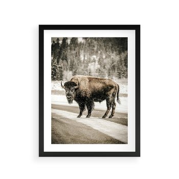 Plakat w ramie 40x50 - Spotkanie z Żubrem na Leśnej Drodze - żubr, las - rama czarna