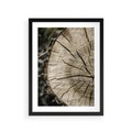 Plakat w ramie 30x40 - Wnętrze Natury - pień, przecięty pień - rama czarna