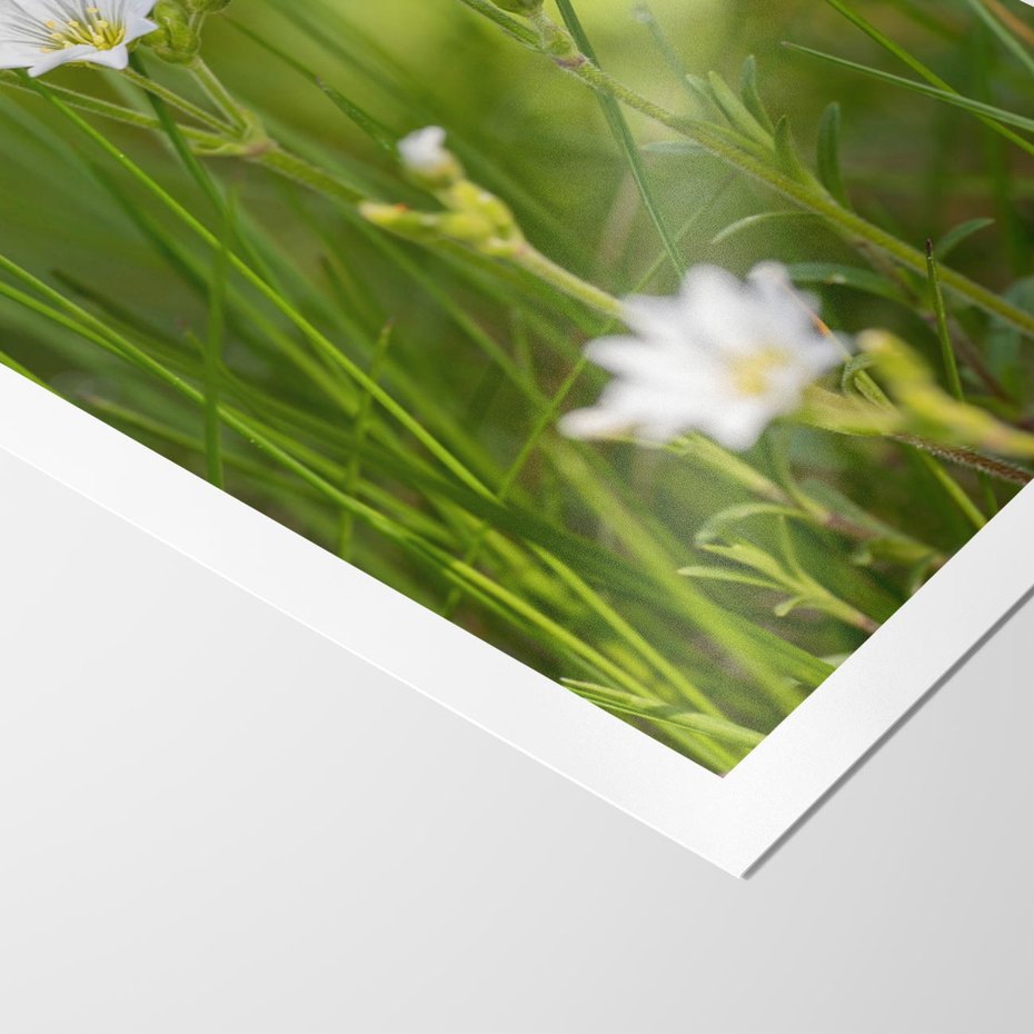 Plakat bez ramy 50x70 - Kolorowa łąka - stokrotki, łąka