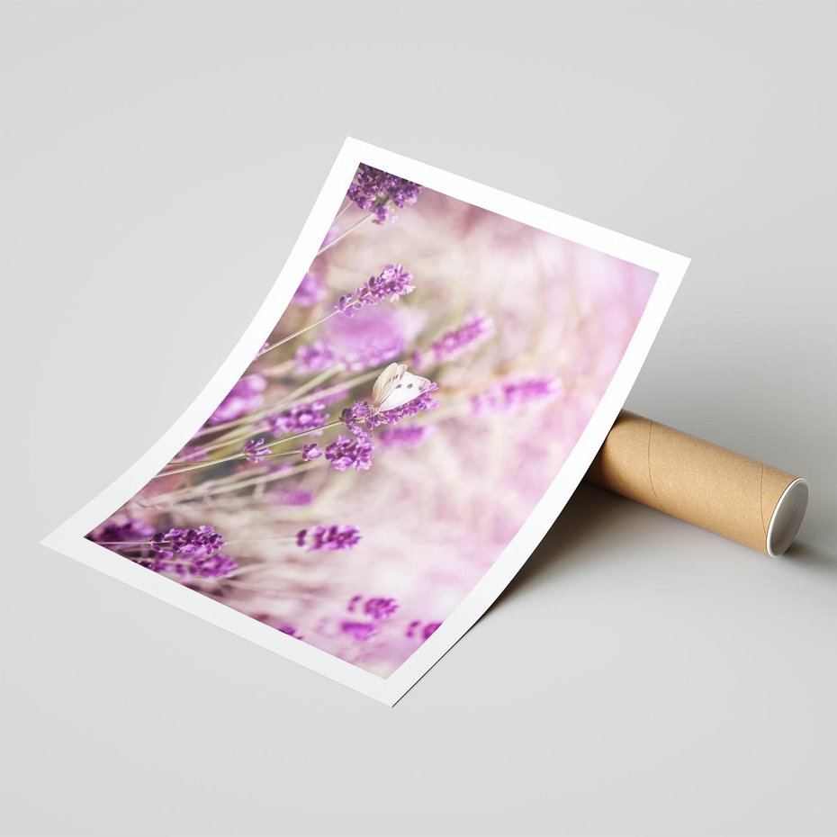 Plakat bez ramy 40x50 - Majestat lawendy: fioletowe pola - lawenda, fiolet