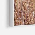 Obraz w ramie 50x70 - Mistrzowskie suche trawy - suche, trawy - rama biała