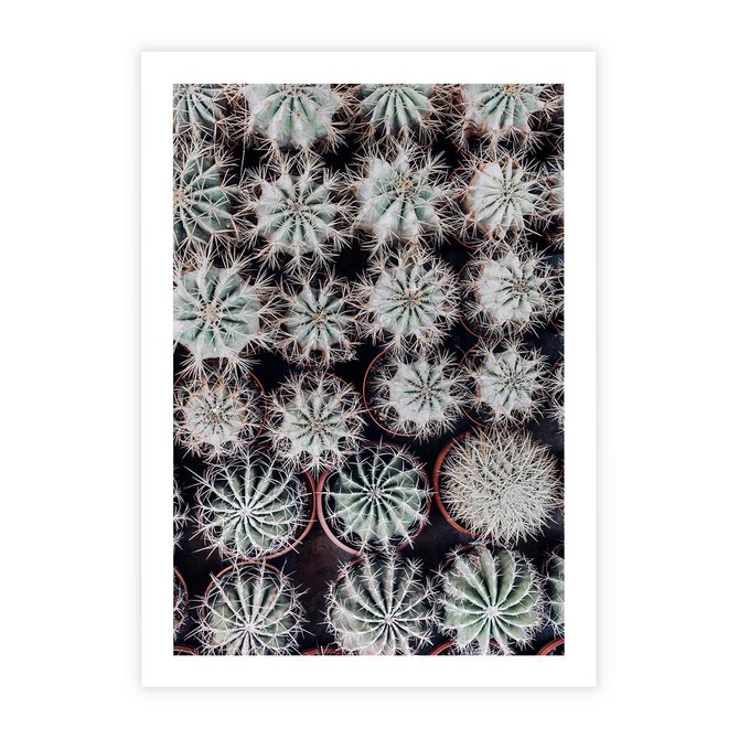 Plakat bez ramy 21x30 - Wzór Kaktusów - kaktusy w doniczkach, ujęcie z góry