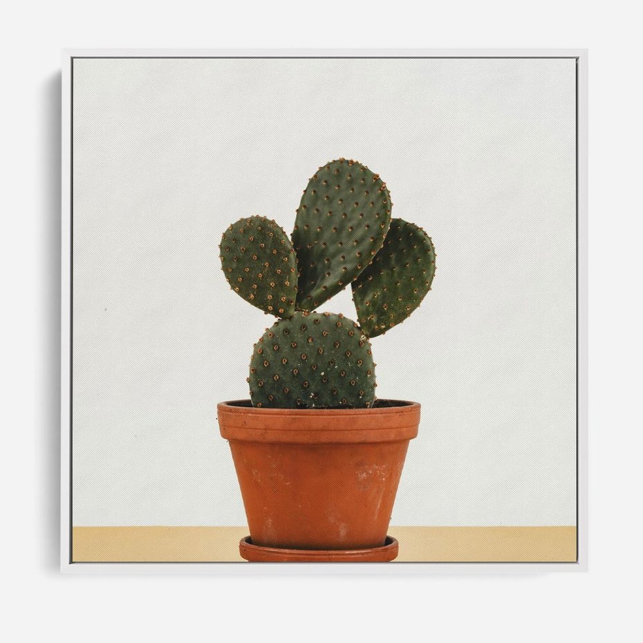 Obraz w ramie 80x80 - Kwiatowy taniec kaktusa - kaktus, kwiat - rama biała