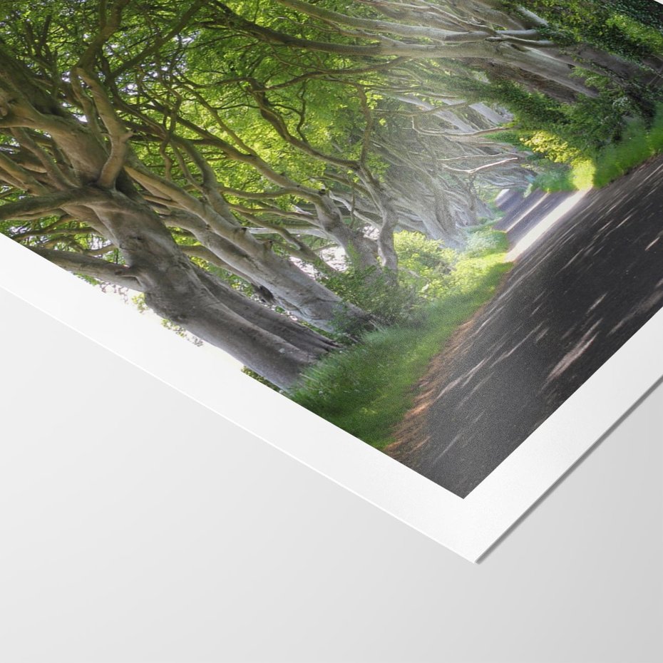 Plakat bez ramy 21x30 - Magiczny Las - drzewa, las